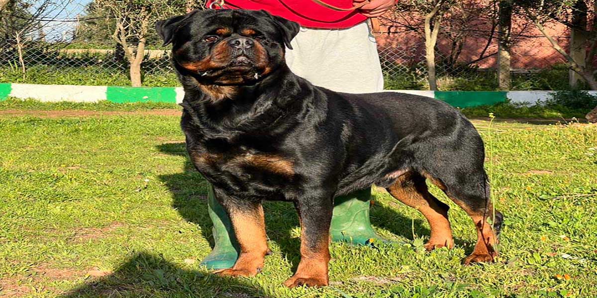 Teddy Rottweiler Male