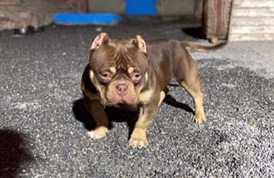 American Bully élevage Master of Olympus