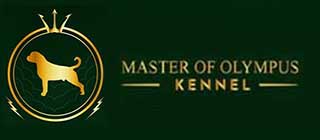 Master of Olympus Élevage Rottweiler Cane Corso American Bully