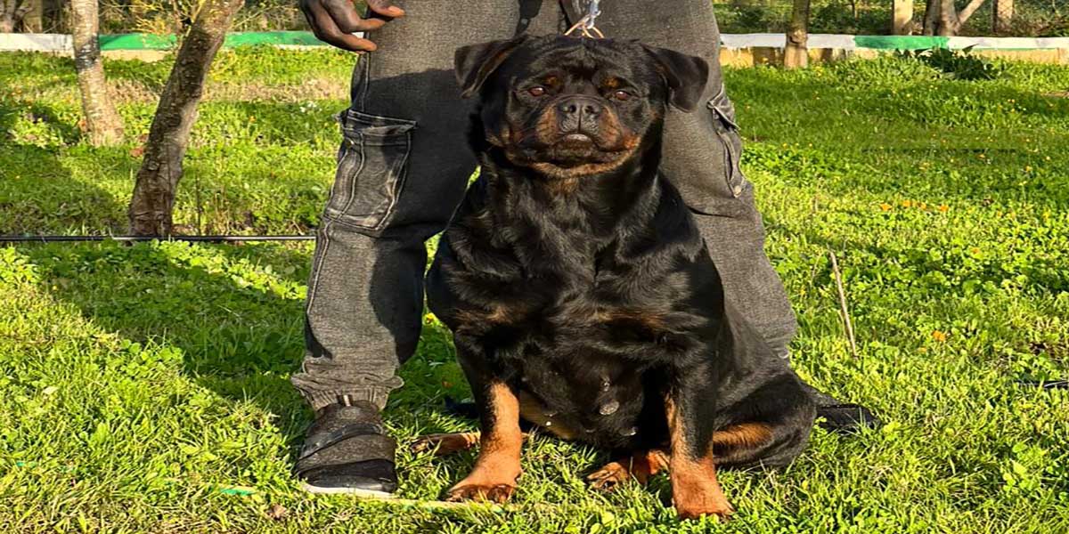 Sia Rottweiler Femelle
