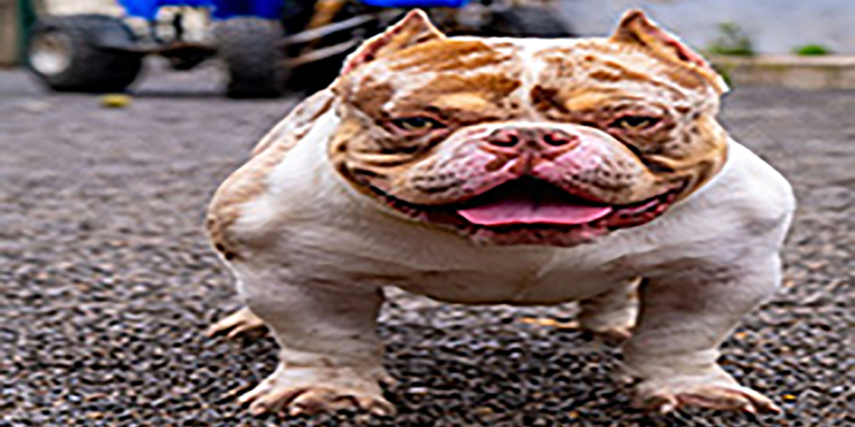 Choco Kopp Zer American Bully Male