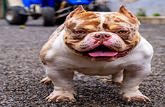 Chiot American Bully 