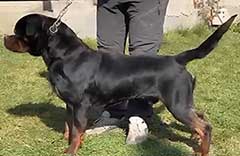  Rottweiler 