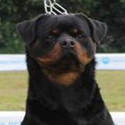 Quendy Rott In Black
