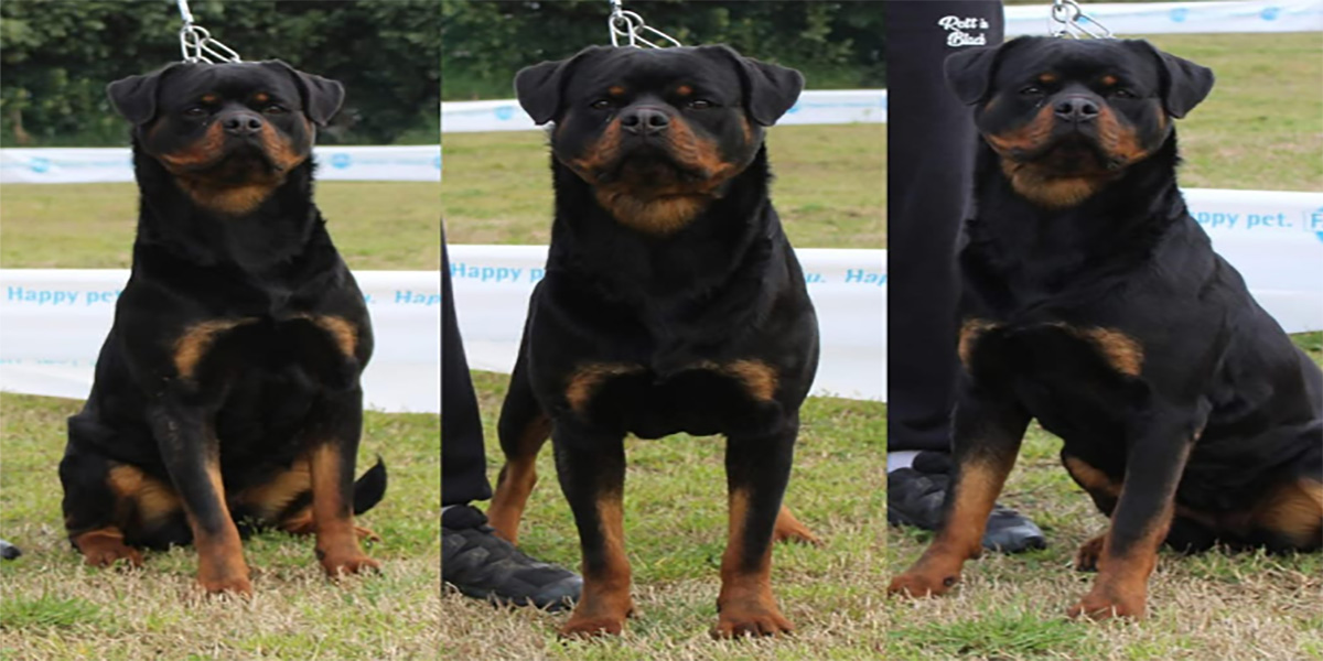 Quendy Rottweiler Femelle