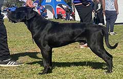 Rambo Cane Corso 