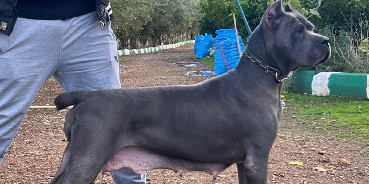 Sparta femelle Cane Corso