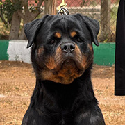 Topaze The Empire Of Moroccan Rottweilers