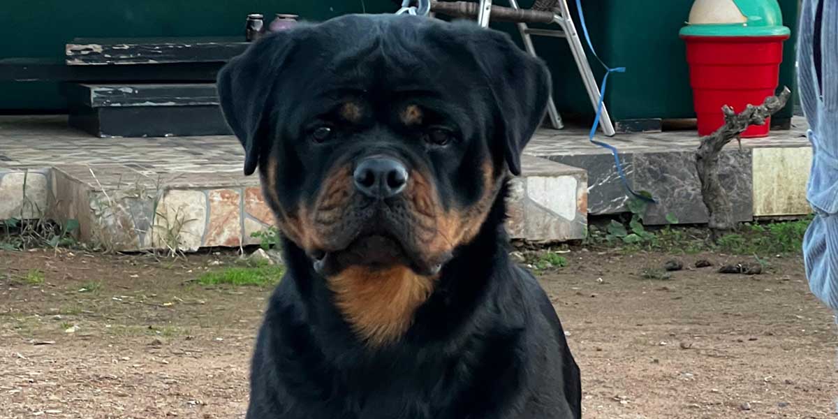 Unica Rottweiler femelle