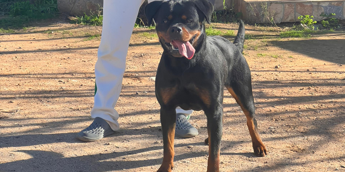 Valhala Rottweiler femelle