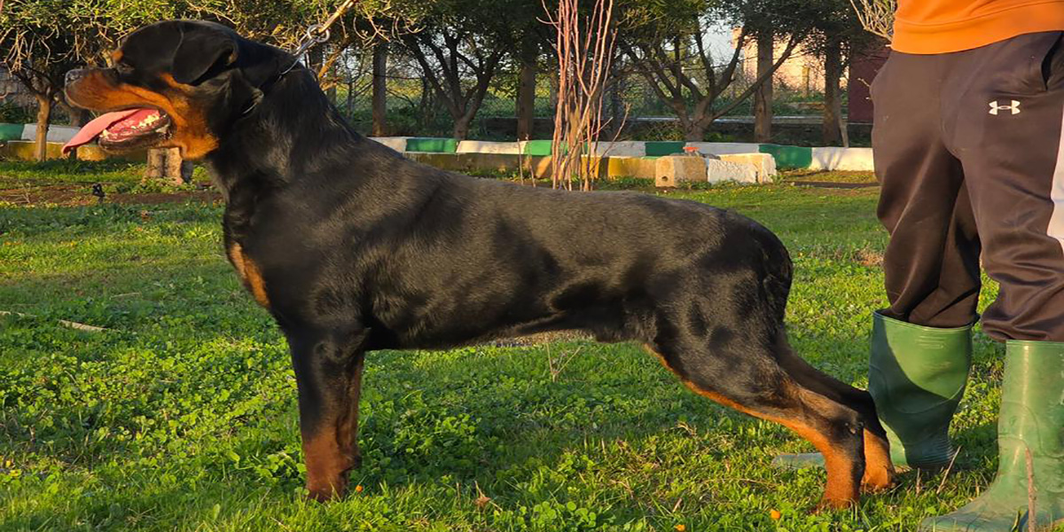 Wolker Rottweiler Male