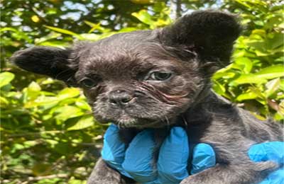 Chiot Bouledogue Français Fluffy disponible