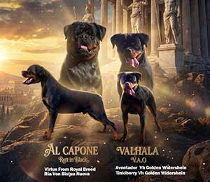 Chiot Cane Corso réservé